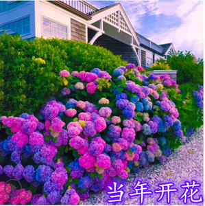 无尽夏绣球花室外 无尽夏绣球花室外品牌 价格 阿里巴巴