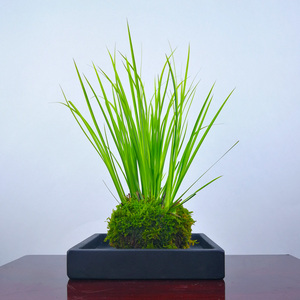 水培苔藓球菖蒲盆景黄金姬胧月菖蒲盆栽水苔球仙草文人草常绿植物 阿里巴巴找货神器