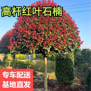 红叶石楠树苗高杆红罗宾球篱笆苗绿篱大树彩色植物庭院景观工程