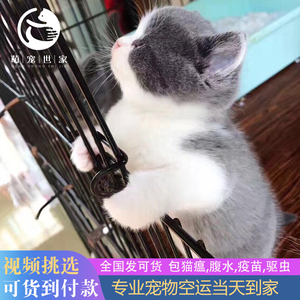 猫咪活物蓝白英短猫宠物猫矮脚金银渐层小猫蓝猫乳白美短幼猫幼崽
