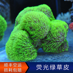荧光绿草皮珊瑚人工繁殖LPS软体活体活物水族海缸日本紫草皮珊瑚