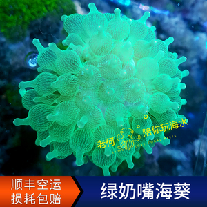 绿奶嘴海葵 LPS软体荧光珊瑚  海葵海水缸活体小丑鱼