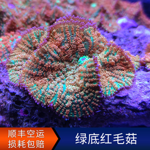 特价绿底红毛菇珊瑚  香菇活体珊瑚 LPS试水断枝活体珊瑚