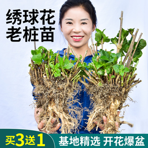 绣球花老桩无尽夏18年精品大苗庭院阳台盆栽八仙花变色大花球易活