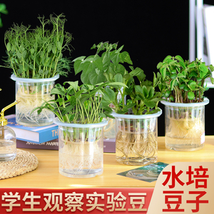 幼儿园科学观察水培植物角豆子花生透明生长学生儿童盆栽实验作业