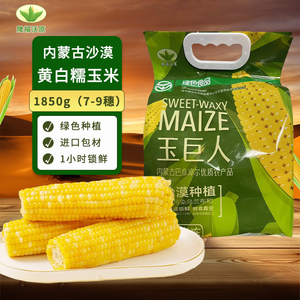 沃源沙漠甜糯玉米内蒙古玉米棒新鲜香黏黏玉米真空包装袋绿色食品