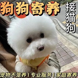 广州宠物家庭寄养猫咪狗狗兔子长期短期代管看护散养专车接送