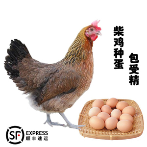40枚柴鸡种蛋可孵化受精蛋新鲜现捡散养麻鸡土草鸡蛋顺丰包邮