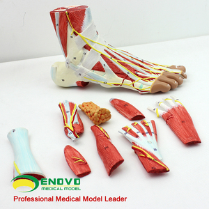 ENOVO颐诺人体踝关节解剖模型 足关节肌肉神经血管韧带模型足弓足部肌解剖足反射区手足外科教学医生培训教具