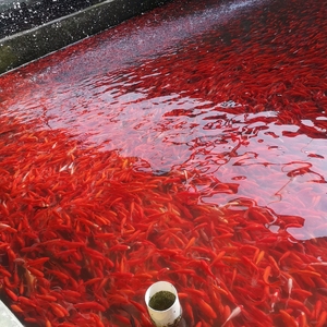 观赏鱼红草金鱼活体冷水鱼龙鱼乌龟活食饲料练手耐养垂钓宠物鱼苗