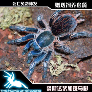 网红新蓝色种蓝哥斑哥斯达黎加斑马脚2-9厘米母好养蜘蛛活体宠物
