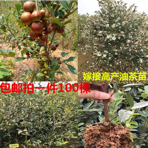 嫁接良种江西长林高产油茶苗茶油苗山茶油树苗茶籽油白花红皮大果