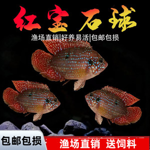 红宝石球血钻三湖慈鲷鱼活体中小型耐养易活热带观赏鱼淡水鱼