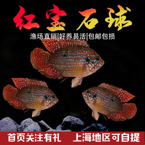 红宝石球血钻三湖慈鲷鱼活体中小型耐养易活热带观赏鱼淡水鱼