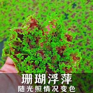 满江红珊瑚萍红绿浮萍鱼虾龟缸微造景观水生植物净化水质淡水水草