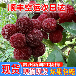 2024新鲜杨梅鲜果贵州当季孕妇儿童水果非东魁荸荠仙居酸甜