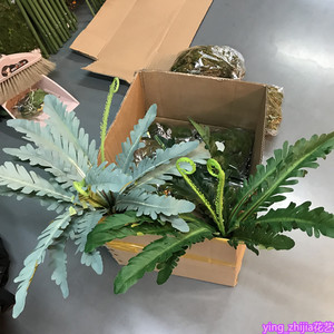 仿真蕨叶波斯草象耳叶 孔雀叶巢蕨叶 插花植物墙素材红色植物把束