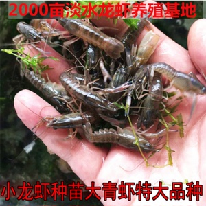 基地小龙虾苗 优质种虾苗 小龙虾苗活体技术养殖淡水小龙虾苗种苗