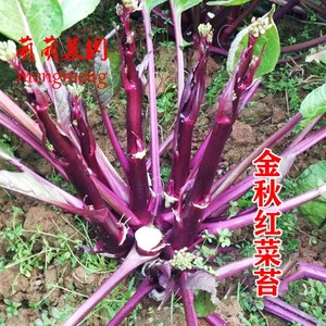 金秋红菜苔种子紫菜苔菜薹种籽盆栽秋冬季蔬菜种孑广东高产红菜心