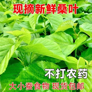 桑叶新鲜广西桑叶蚕宝宝学生养蚕大蚕小蚕饲料蚕卵活蚕嫩桑叶现摘