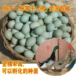 农家散养蛋鸭可孵化新鲜绿头麻鸭种蛋受精蛋青皮鸭蛋绿壳种蛋10个