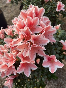 比利时西洋杜鹃百合杜鹃多季开花单瓣复色花勤花品种好养