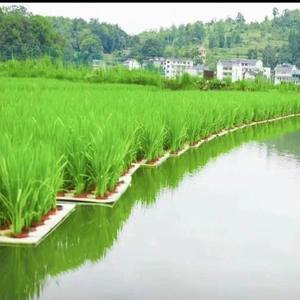水培蔬菜设备漂浮板水稻种植物泡沫板无土栽培定植板鱼菜共生系统