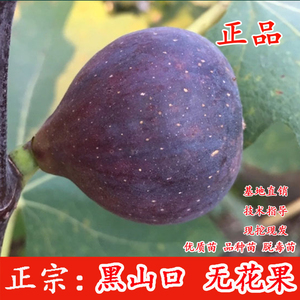 黑山口无花果树苗特大糖心黄山口无花果南北方种植盆地栽当年结果