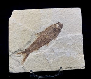 国外 天然 绿河组鱼化石 保真 古生物海洋化石标本 原石收藏hs351
