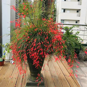 爆仗竹阳台庭院盆栽吉祥草红色鞭炮花炮仗花喜阳耐热植物爆竹花苗