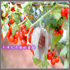 西红柿套袋专用袋洋柿子番茄果袋黄红圣女六月柿珍珠瀑布纸袋防水