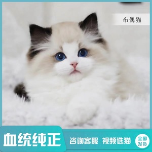 香港发货统赛级海双蓝双布偶猫幼崽蓝眼睛长毛仙女猫重点色宠物猫