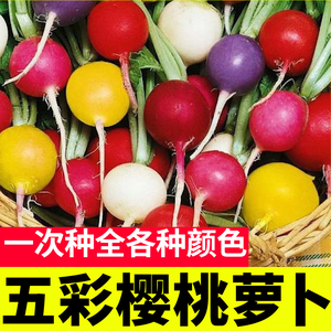 五彩樱桃萝卜种子红黄绿紫白皮水果萝卜菜籽嫩脆四季蔬菜阳台盆栽