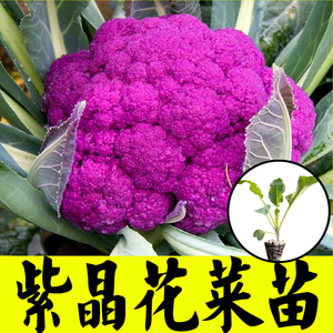 寿光四季紫晶花菜秧苗耐寒耐热蔬菜紫晶一号蔬菜种子西兰花花椰菜