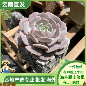 露娜莲景天科拟石莲属多肉植物单头周正颜色粉蝶仙仙精致创意绿植