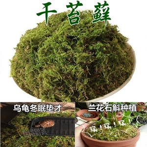 鲜活苔藓微景观青苔干苔藓水苔种植兰花铁皮石营养土乌龟打包运输