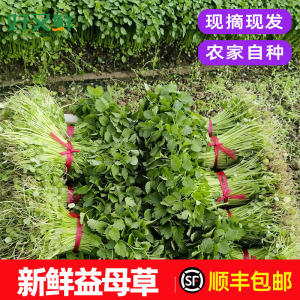 益母草新鲜野菜坤草女性修养生理期需要现摘现发煮汤蔬菜顺丰包邮