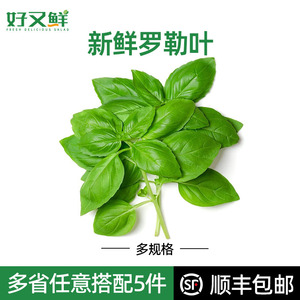 新鲜甜罗勒叶臭苏披萨草可食用西餐调味增香蔬菜青酱材料非九层塔