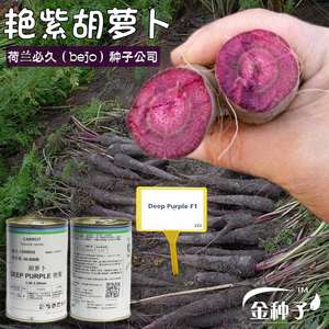 天紫紫黑胡萝卜种子秋冬季人参水果艳紫春秋四季进口高产优质种籽 阿里巴巴找货神器