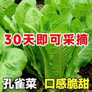 孔雀菜种子 大罗马生菜养生菜沙拉菜四季阳台盆栽耐热蔬菜种子孑