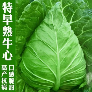 牛心甘蓝种子种籽包菜菜种包心菜牛角籽种春优春丰蔬菜种籽孑菜籽