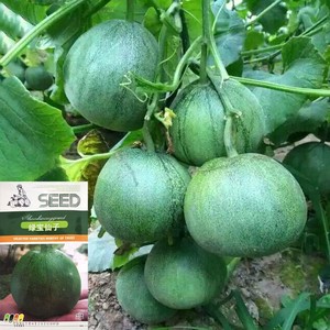 新甜脆绿宝甜瓜种子苗孑超甜酥脆香瓜种籽高产庭院农家绿宝石籽