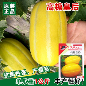黄金蜜甜瓜种子春季夏季黄金道黄皮香瓜种籽超甜脆早熟高产耐低温