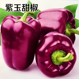紫玉甜椒种子春季秋播五彩甜椒种子寿光特色特产蔬菜彩椒种子