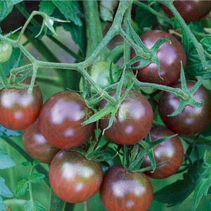 蔬菜种子 樱桃番茄 紫莎栗紫番茄 阳台种菜盆栽 果紫色亮丽四季播