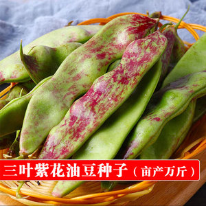 东北紫花油豆种子早熟架油豆角 无筋无柴 三叶紫花油豆角种子