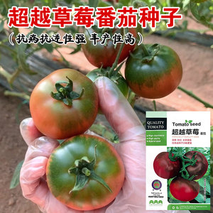 水果番茄种子孑草莓柿子丹东铁皮绿腚大西红柿苗盆栽四季蔬菜种籽