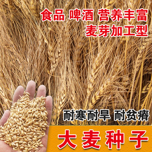 优质大麦籽 新大麦草种子粮食种籽麦子籽 大田高产抗倒伏耐旱榨汁