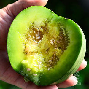 甜脆绿宝甜瓜种子苗孑超甜酥脆香瓜种籽高产庭院农家绿宝石籽