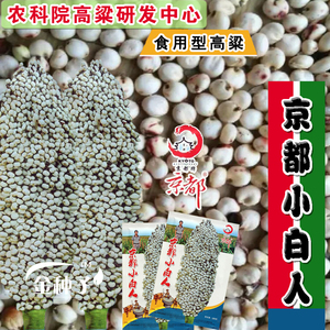 食用矮高粱种子 白高梁种子 京都小白人 高产白高粱米中国农科院